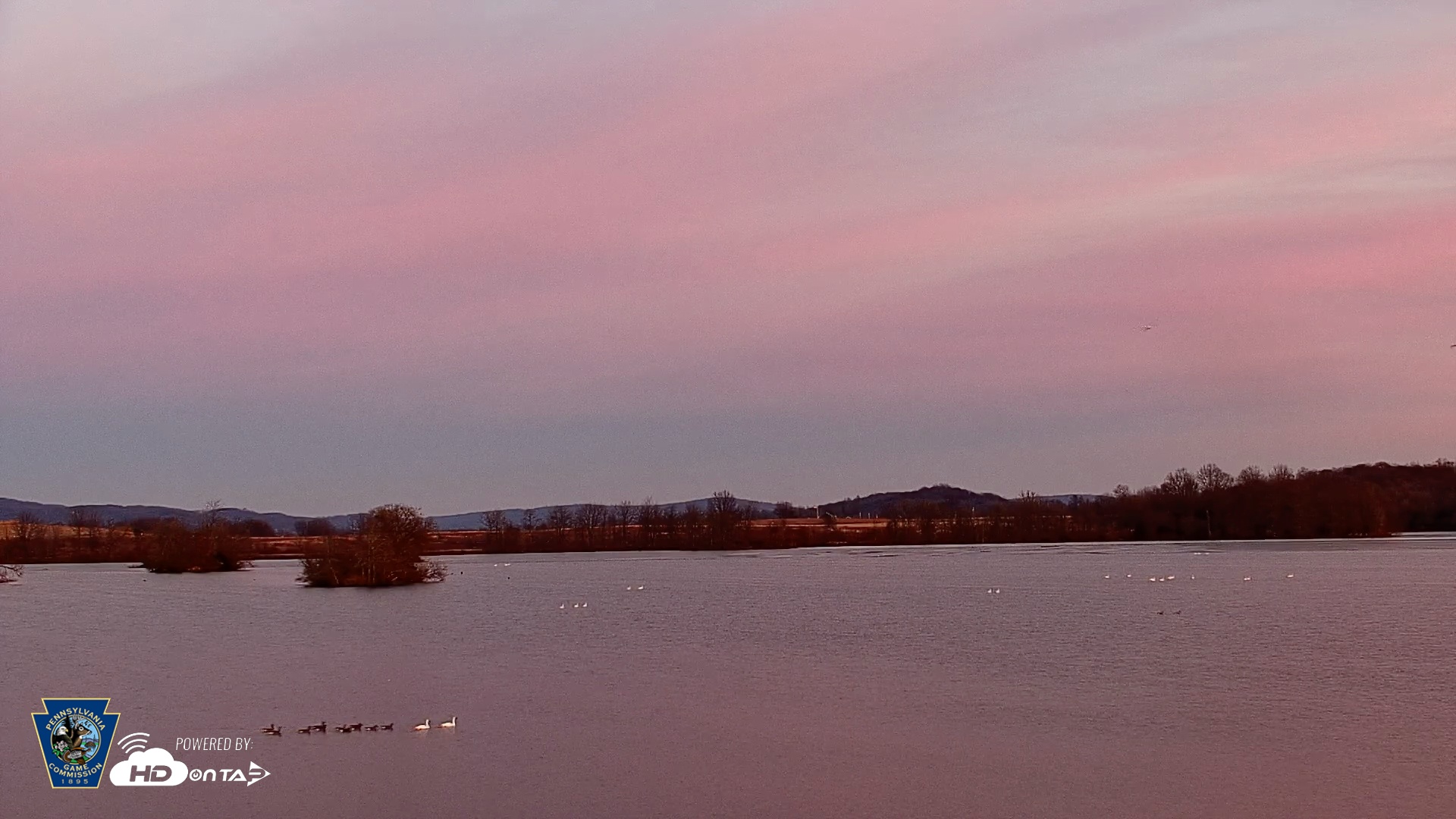 Snapshot of Pennsylvania Snow Geese Live Webcam taken Jan 12, 2026, 5:09pm EST