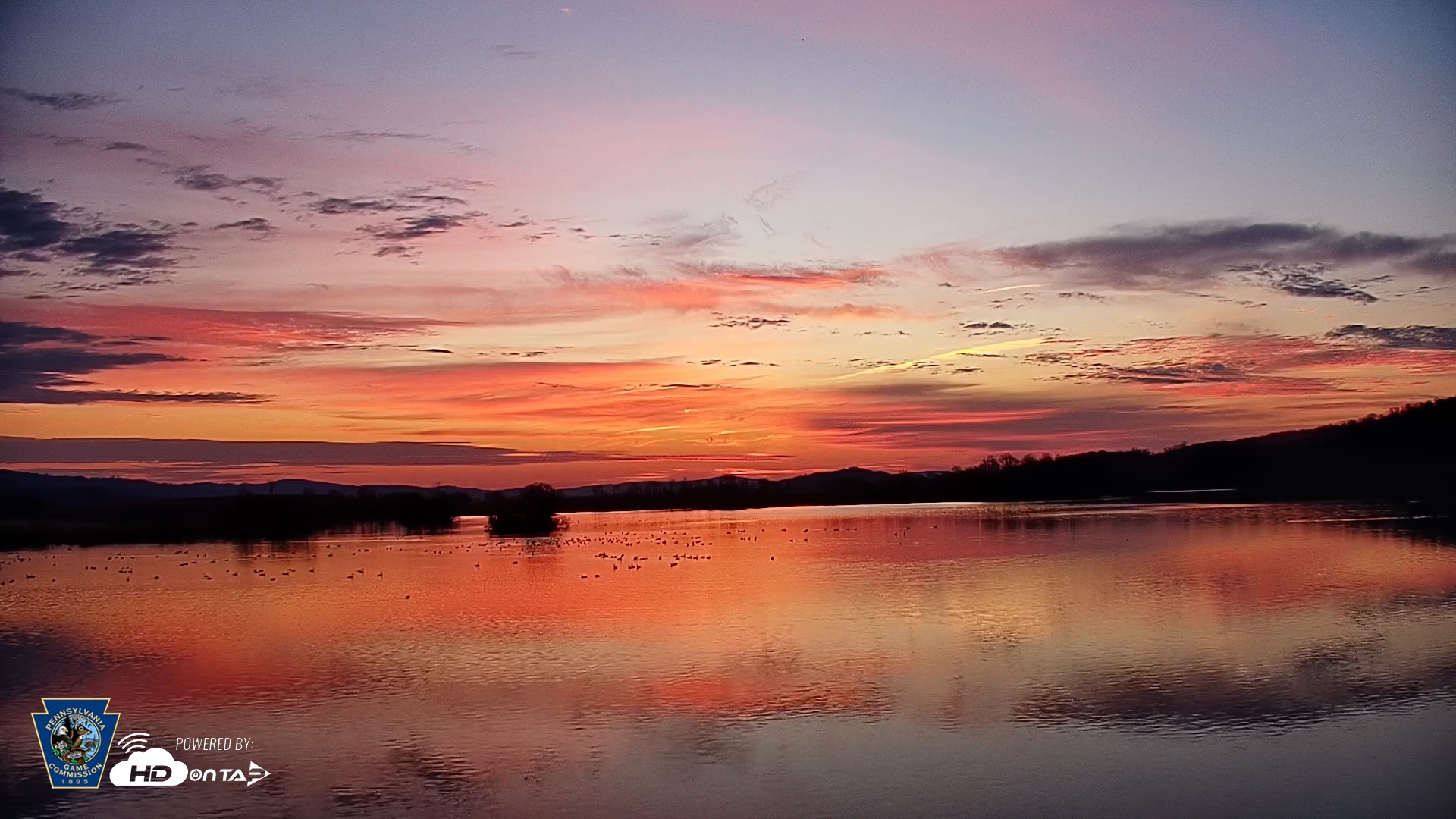 Snapshot of Pennsylvania Snow Geese Live Webcam taken Mar 11, 2026, 7:14am EDT