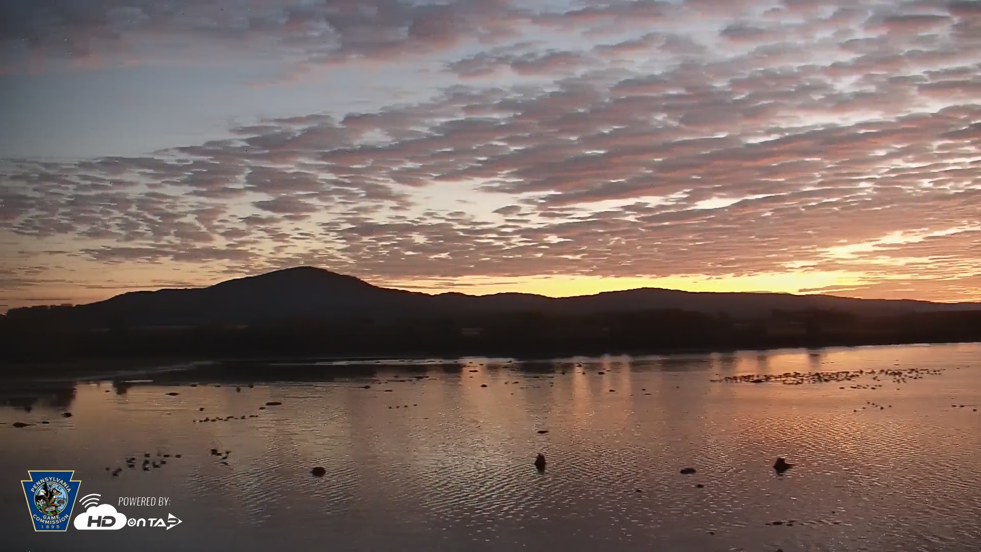 Snapshot of Pennsylvania Snow Geese Live Webcam taken Oct 7, 2025, 6:40am EDT