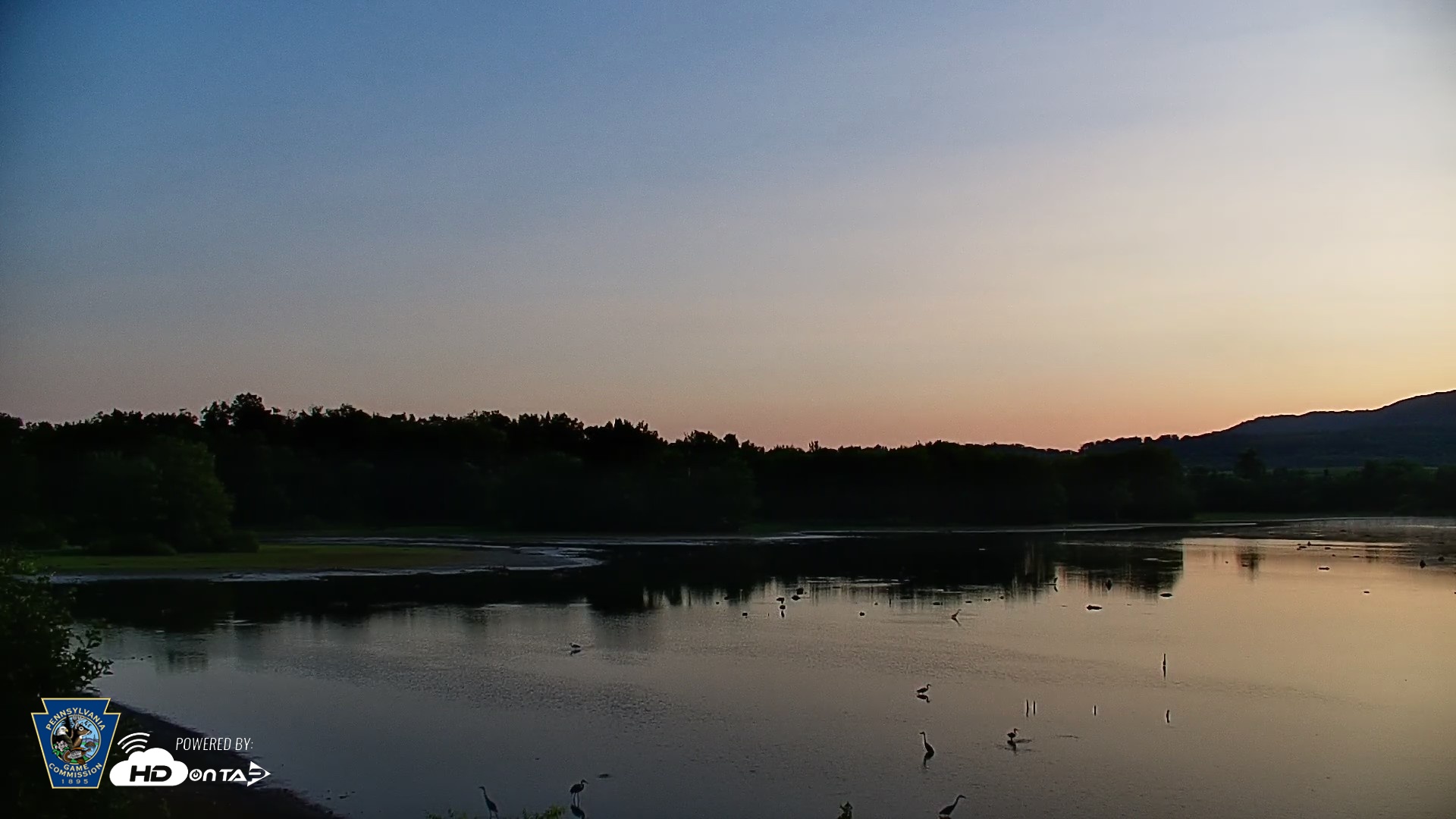 Snapshot of Pennsylvania Snow Geese Live Webcam taken Jul 24, 2026, 6:08am EDT