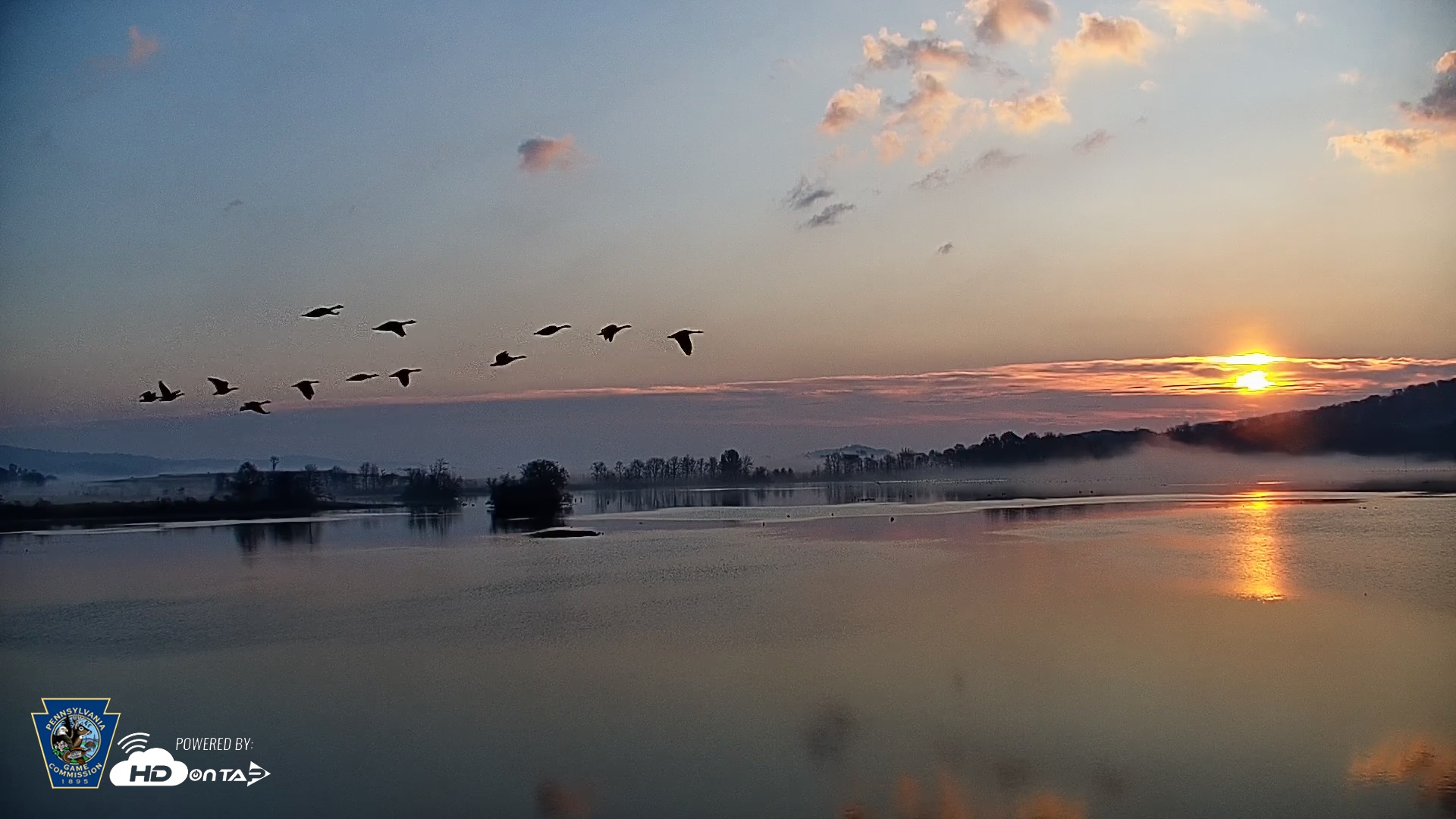 Snapshot of Pennsylvania Snow Geese Live Webcam taken Nov 8, 2025, 7:06am EST