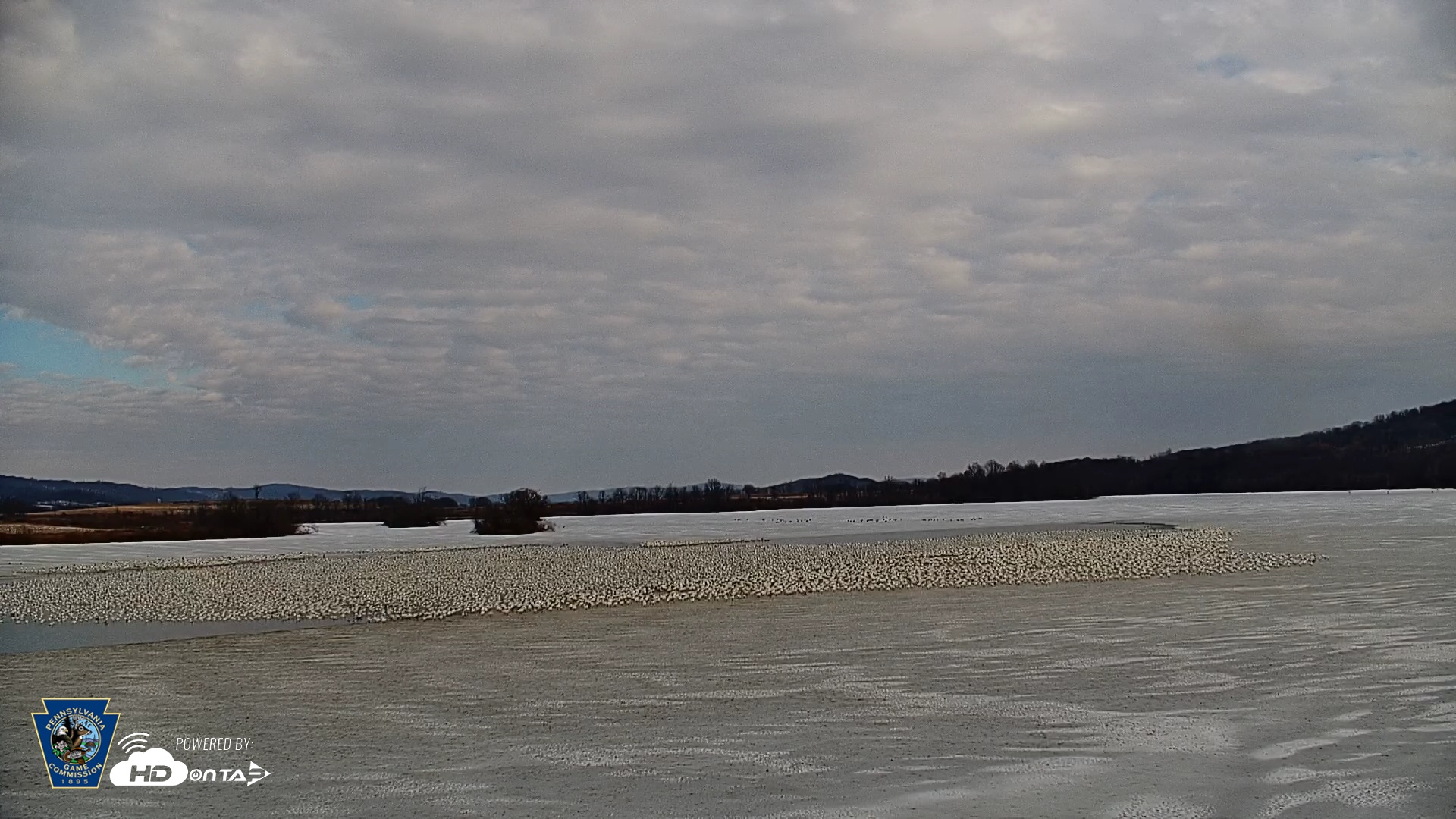 Snapshot of Pennsylvania Snow Geese Live Webcam taken Feb 25, 2026, 3:12pm EST
