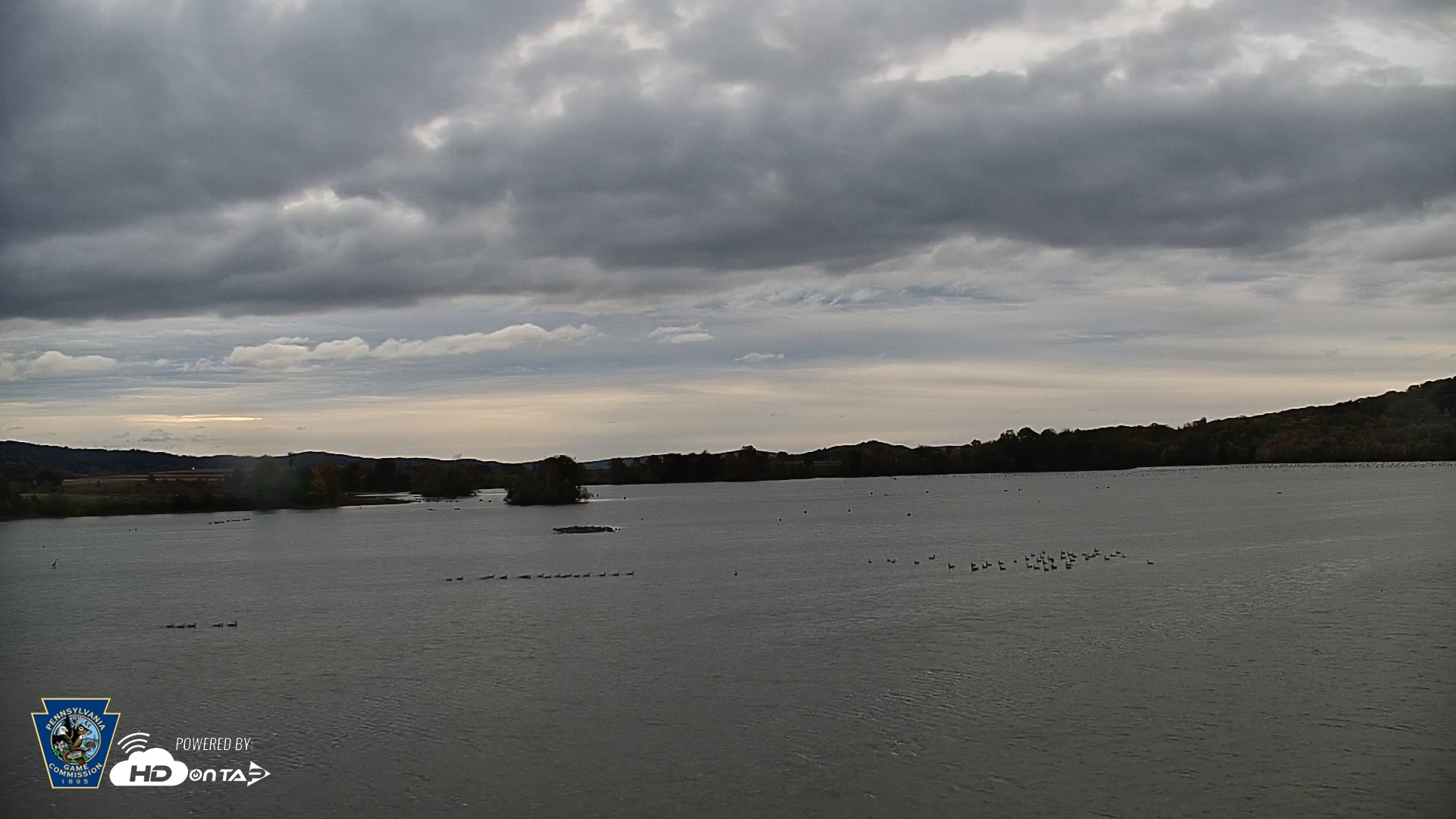 Snapshot of Pennsylvania Snow Geese Live Webcam taken Oct 17, 2026, 7:48am EDT