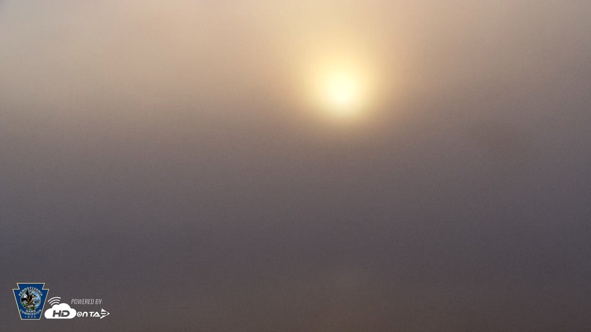 Snapshot of Pennsylvania Snow Geese Live Webcam taken Oct 6, 2025, 7:37am EDT