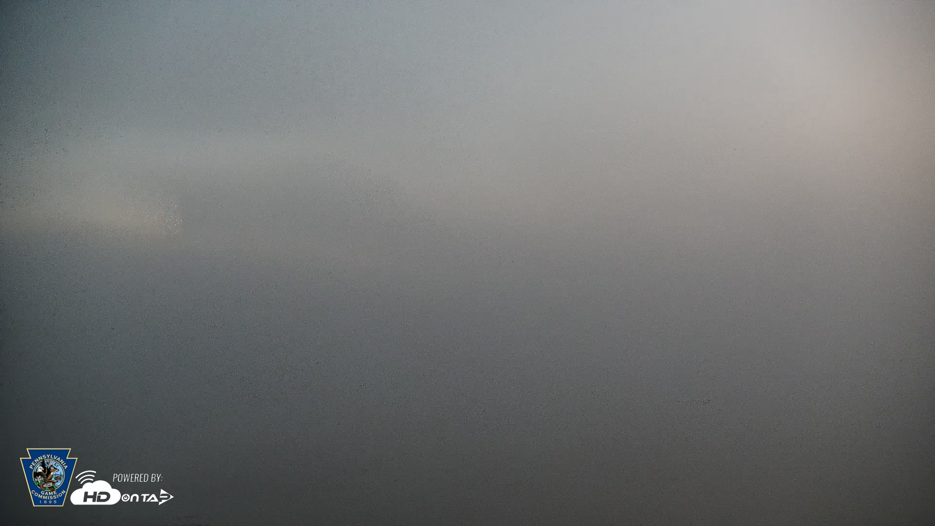 Snapshot of Pennsylvania Snow Geese Live Webcam taken Apr 27, 2026, 5:48am EDT