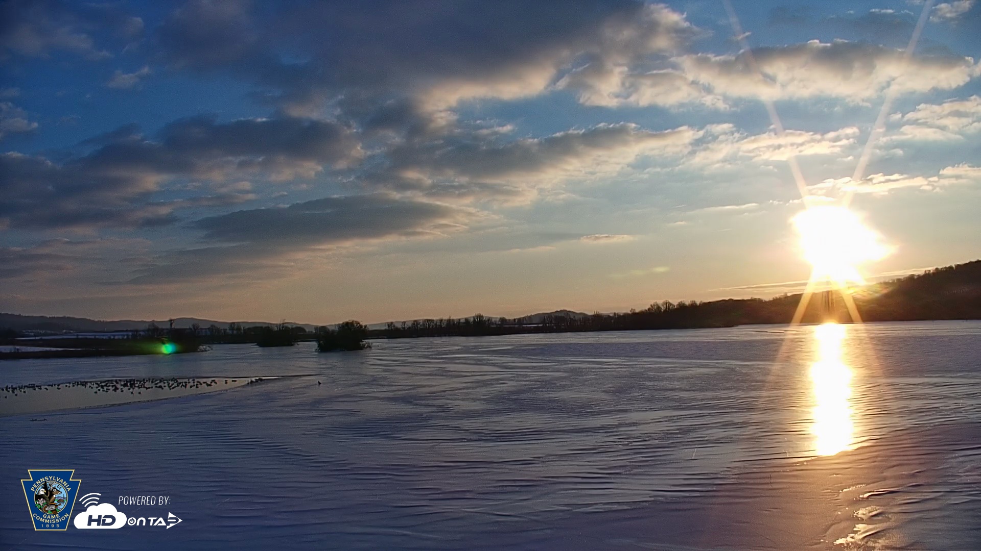 Snapshot of Pennsylvania Snow Geese Live Webcam taken Feb 4, 2026, 7:37am EST