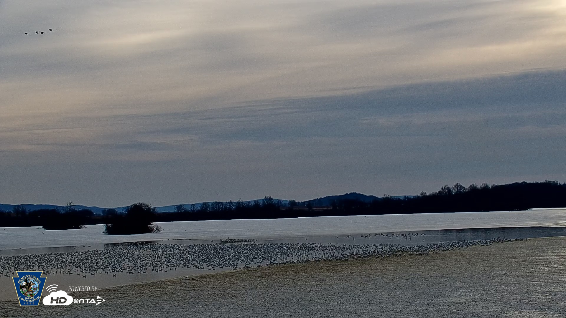 Snapshot of Pennsylvania Snow Geese Live Webcam taken Feb 26, 2026, 7:57am EST