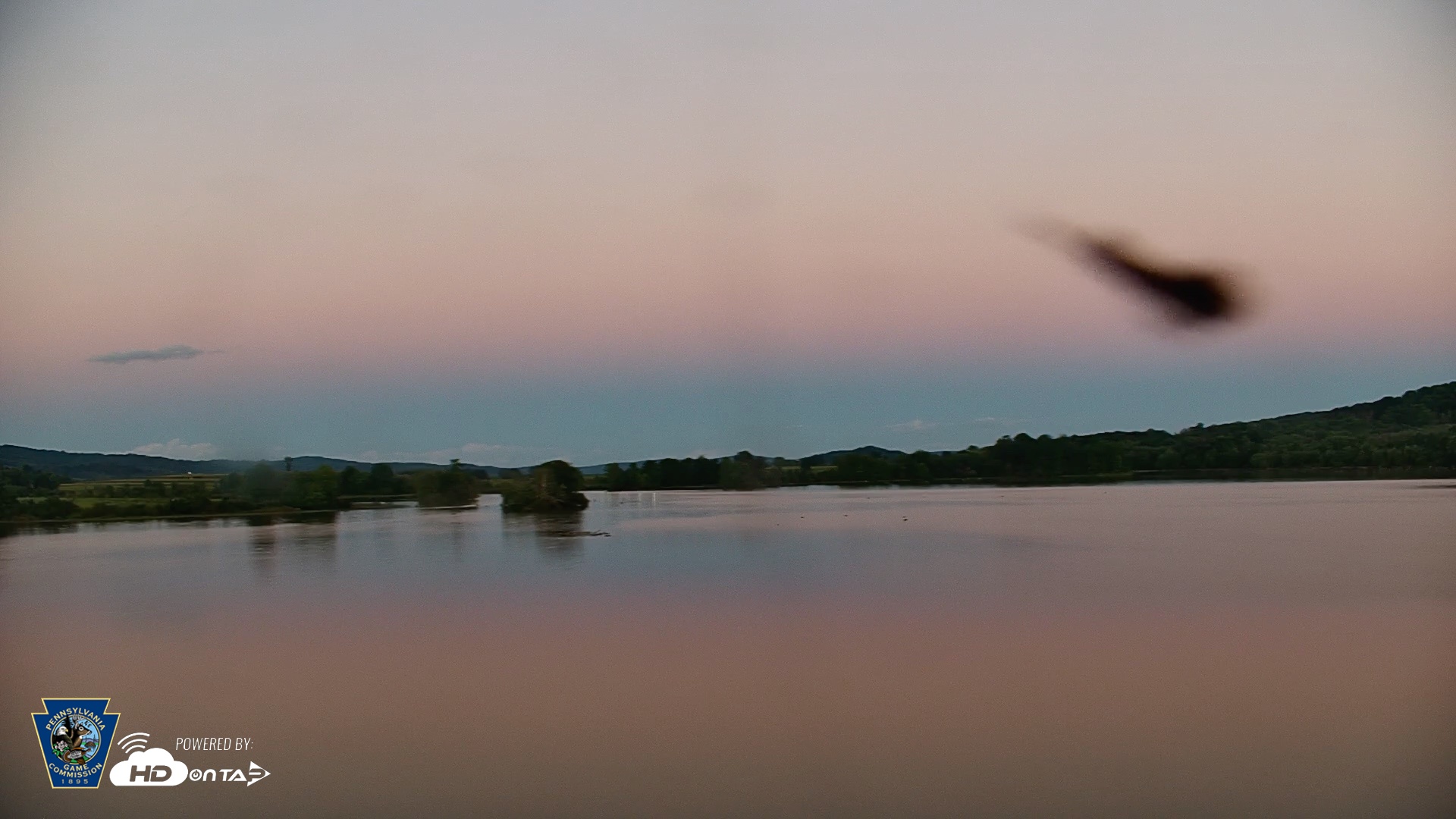 Snapshot of Pennsylvania Snow Geese Live Webcam taken Sep 6, 2026, 7:38pm EDT