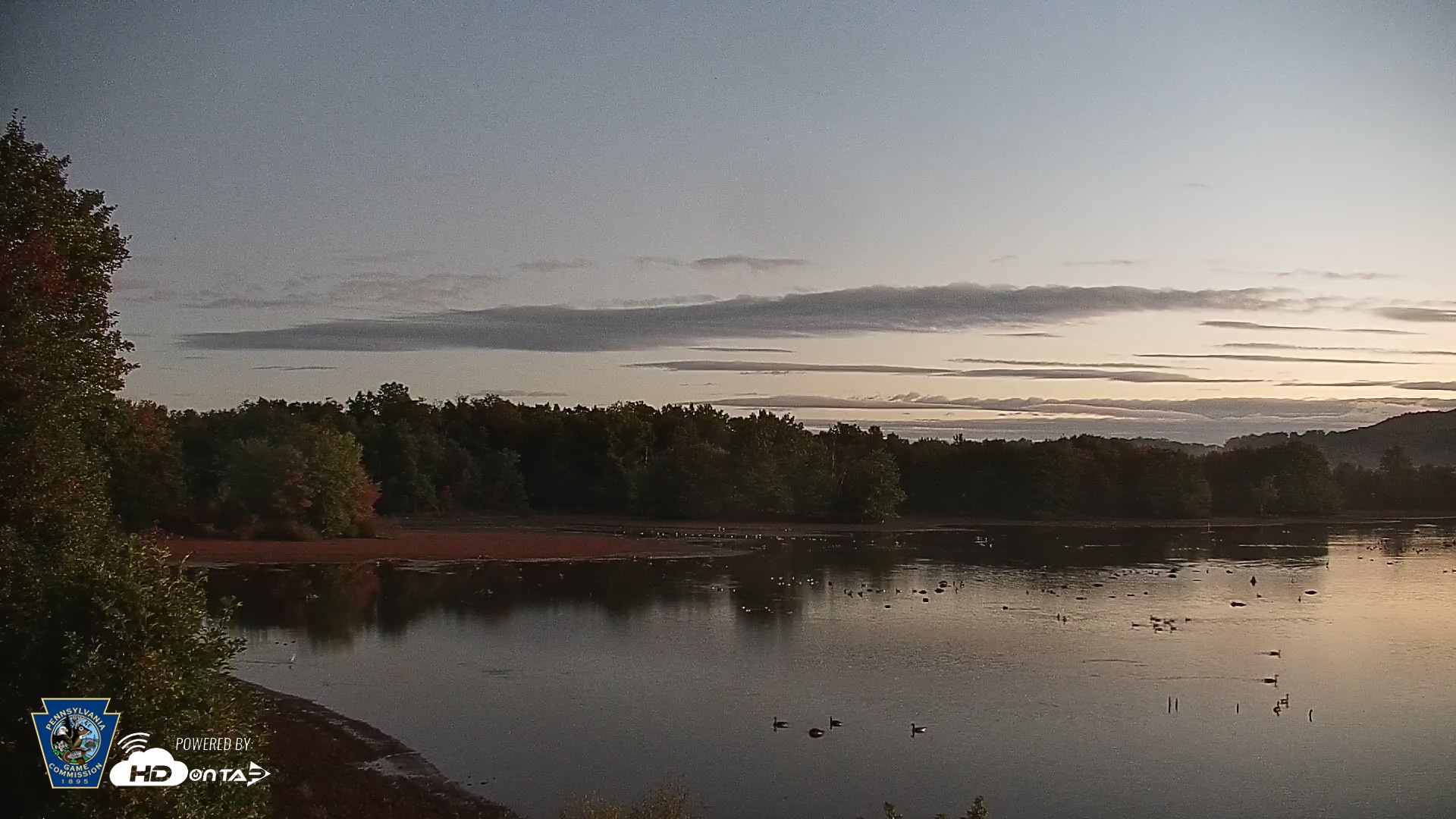 Snapshot of Pennsylvania Snow Geese Live Webcam taken Sep 29, 2026, 6:33am EDT
