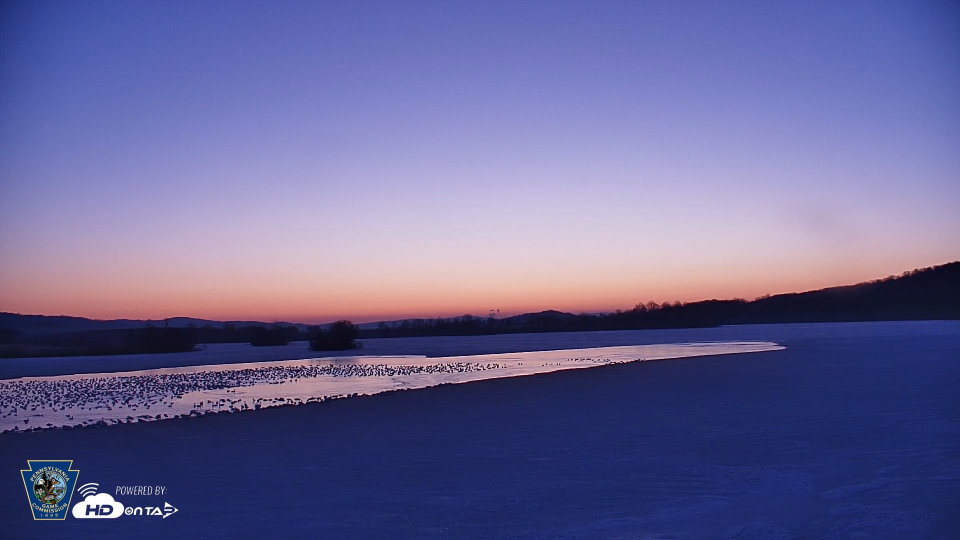 Snapshot of Pennsylvania Snow Geese Live Webcam taken Feb 27, 2026, 6:25am EST
