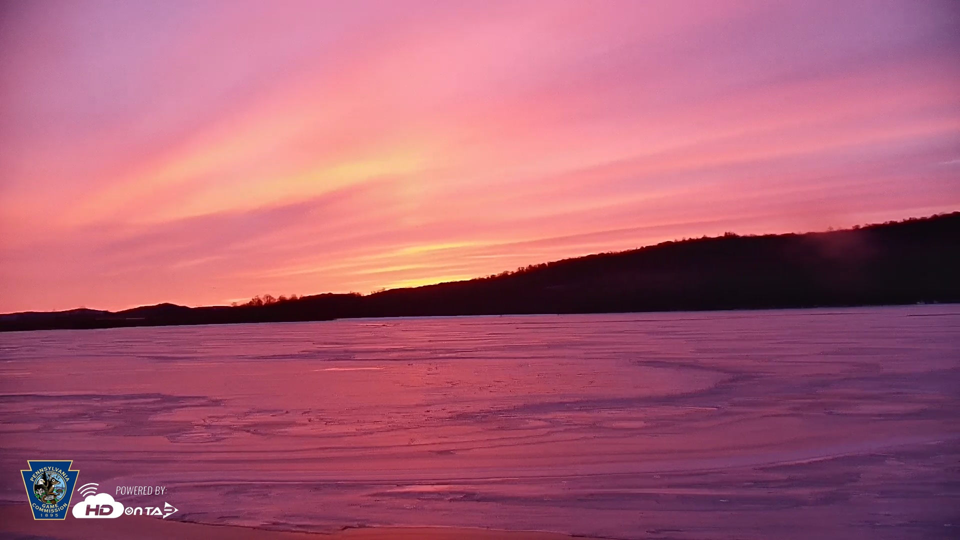 Snapshot of Pennsylvania Snow Geese Live Webcam taken Jan 24, 2026, 7:17am EST