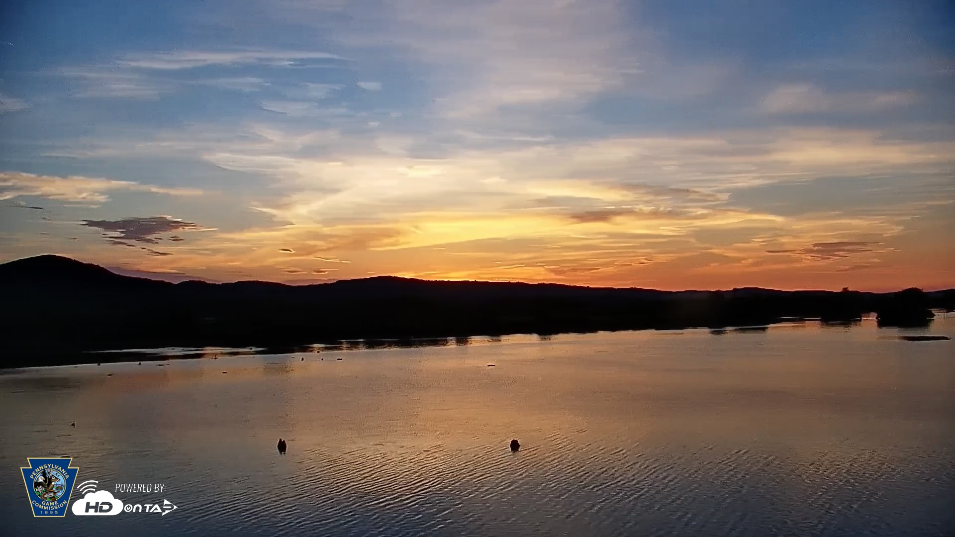 Snapshot of Pennsylvania Snow Geese Live Webcam taken Jul 4, 2026, 5:43am EDT