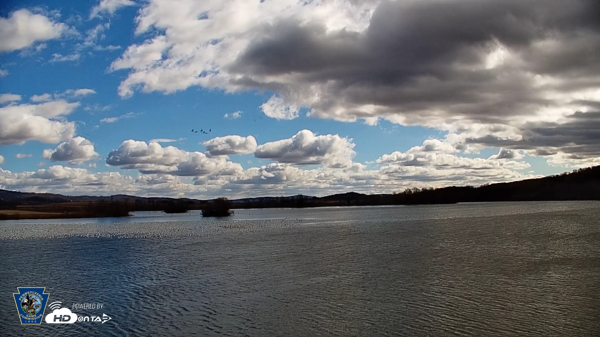 Snapshot of Pennsylvania Snow Geese Live Webcam taken Feb 28, 2025, 10:13am EST