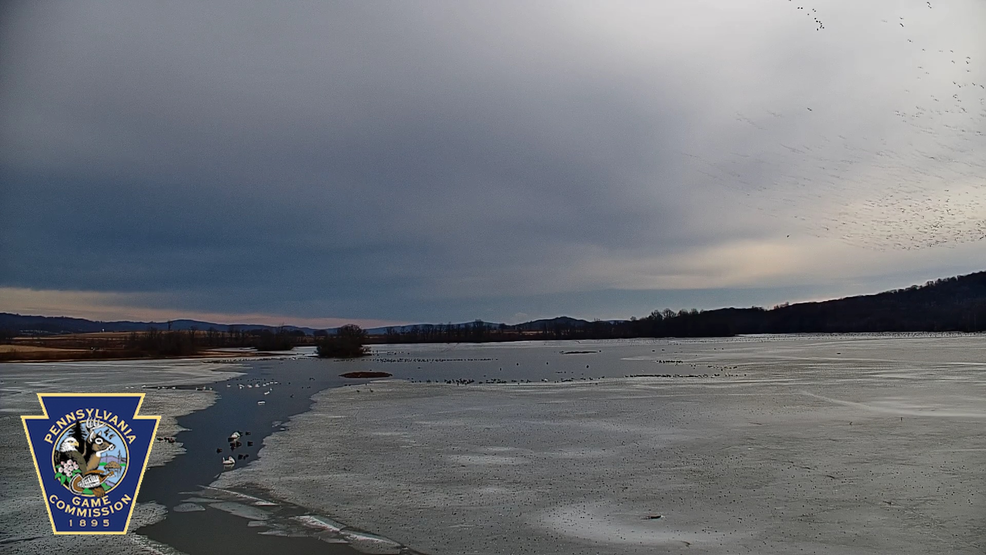 Snapshot of Pennsylvania Snow Geese Live Webcam taken Feb 5, 2025, 10:00am EST