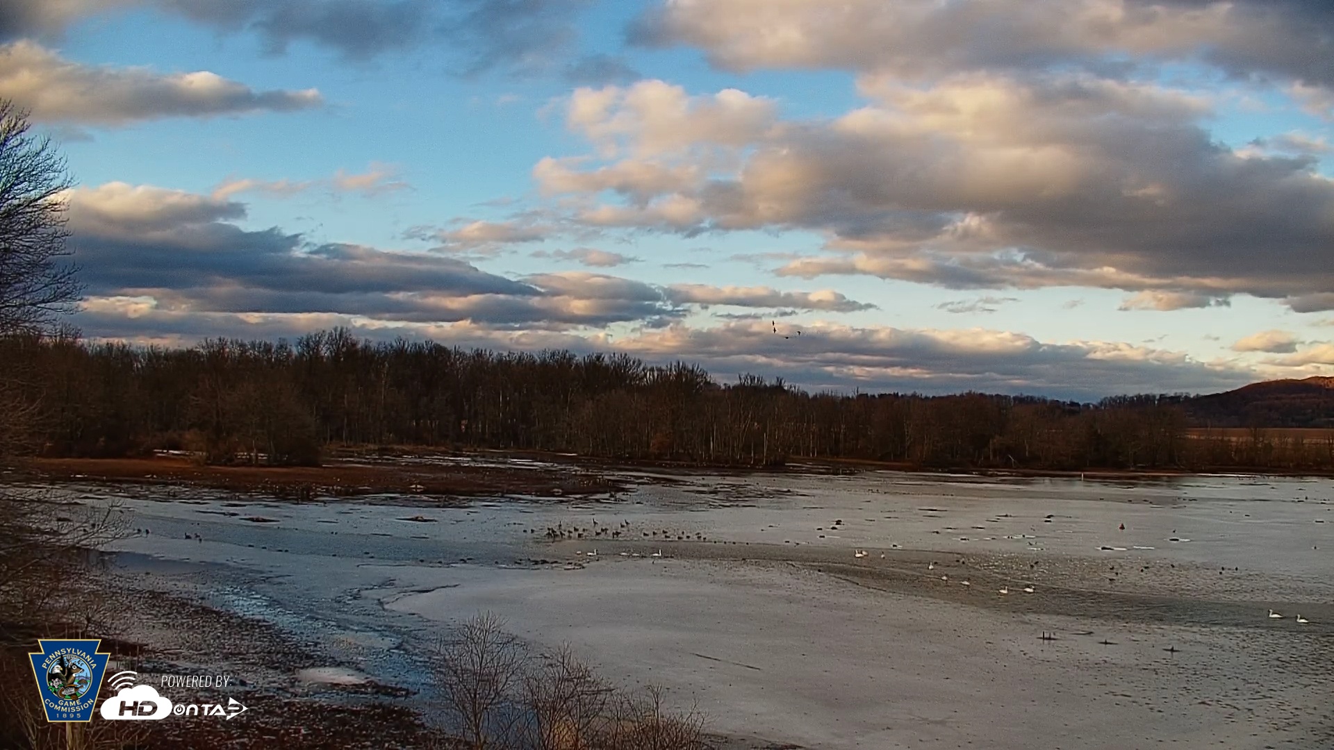 Snapshot of Pennsylvania Snow Geese Live Webcam taken Feb 13, 2025, 4:56pm EST