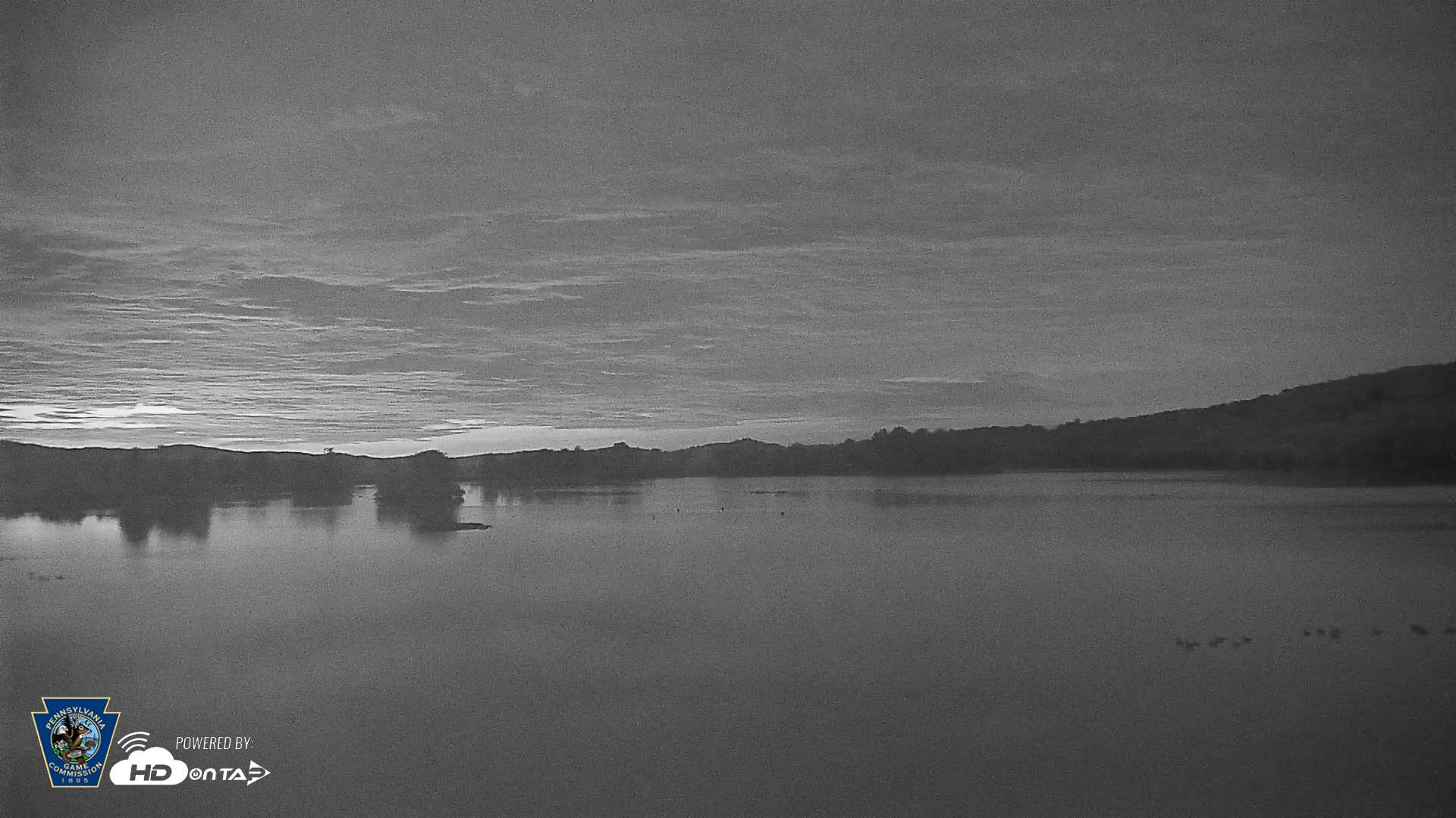 Snapshot of Pennsylvania Snow Geese Live Webcam taken Aug 5, 2026, 5:05am EDT