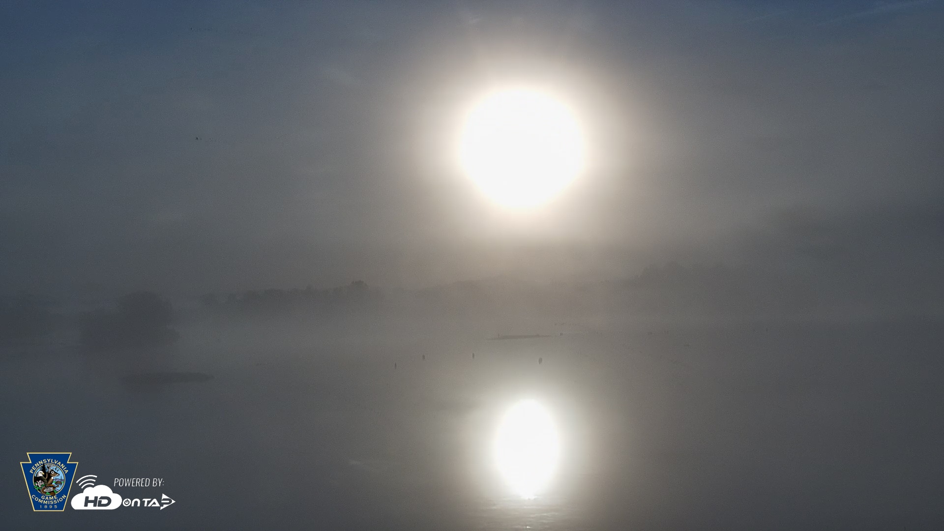 Snapshot of Pennsylvania Snow Geese Live Webcam taken Oct 3, 2025, 7:37am EDT