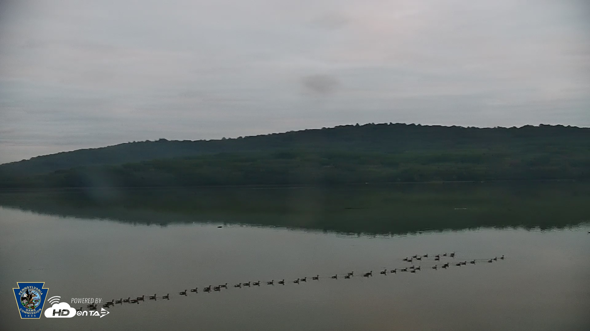 Snapshot of Pennsylvania Snow Geese Live Webcam taken Sep 30, 2026, 7:06am EDT