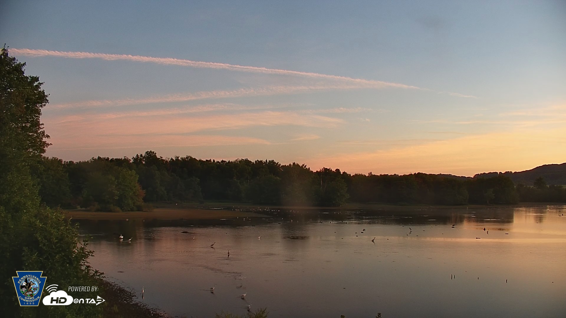 Snapshot of Pennsylvania Snow Geese Live Webcam taken Sep 8, 2026, 6:34am EDT