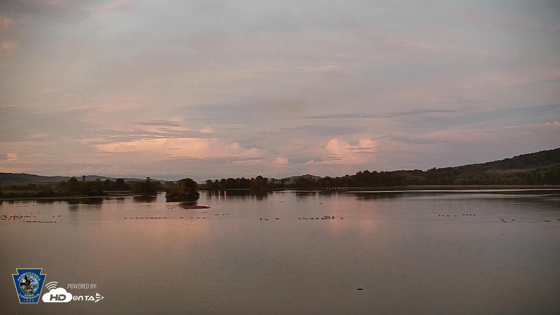 Snapshot of Pennsylvania Snow Geese Live Webcam taken Aug 17, 2026, 8:18pm EDT