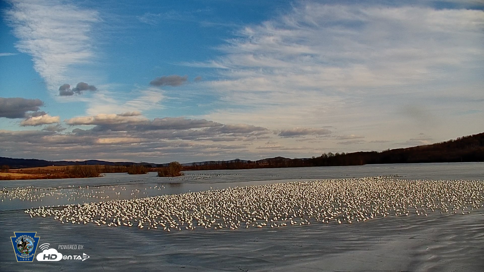Snapshot of Pennsylvania Snow Geese Live Webcam taken Feb 21, 2026, 4:02pm EST