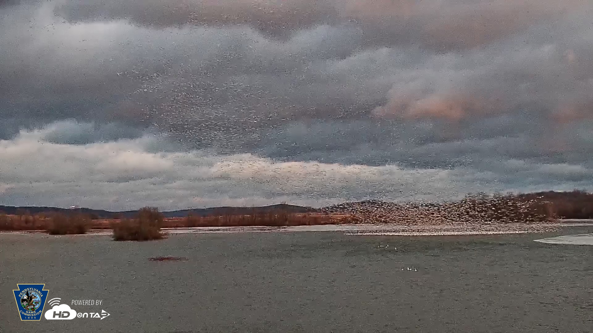 Snapshot of Pennsylvania Snow Geese Live Webcam taken Feb 16, 2025, 6:05pm EST