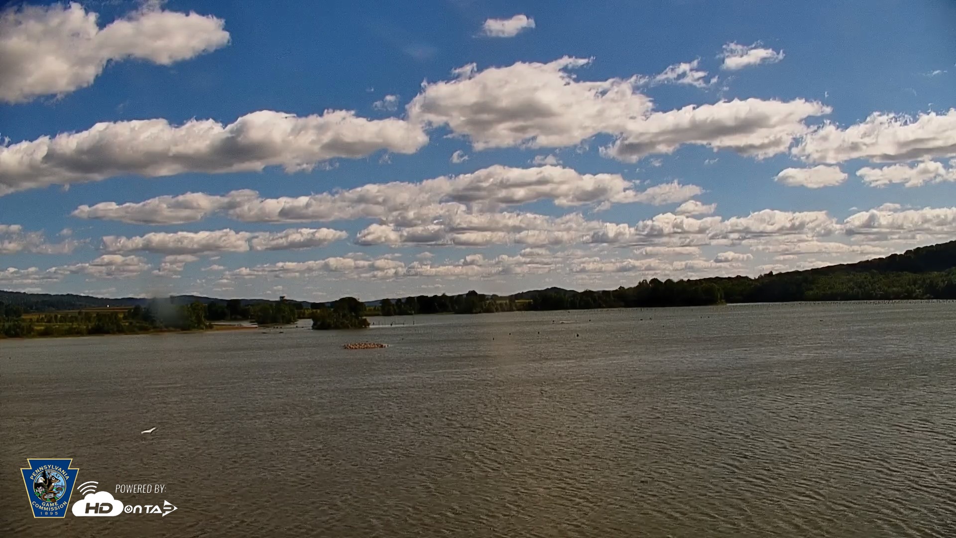 Snapshot of Pennsylvania Snow Geese Live Webcam taken Sep 14, 2026, 11:55am EDT