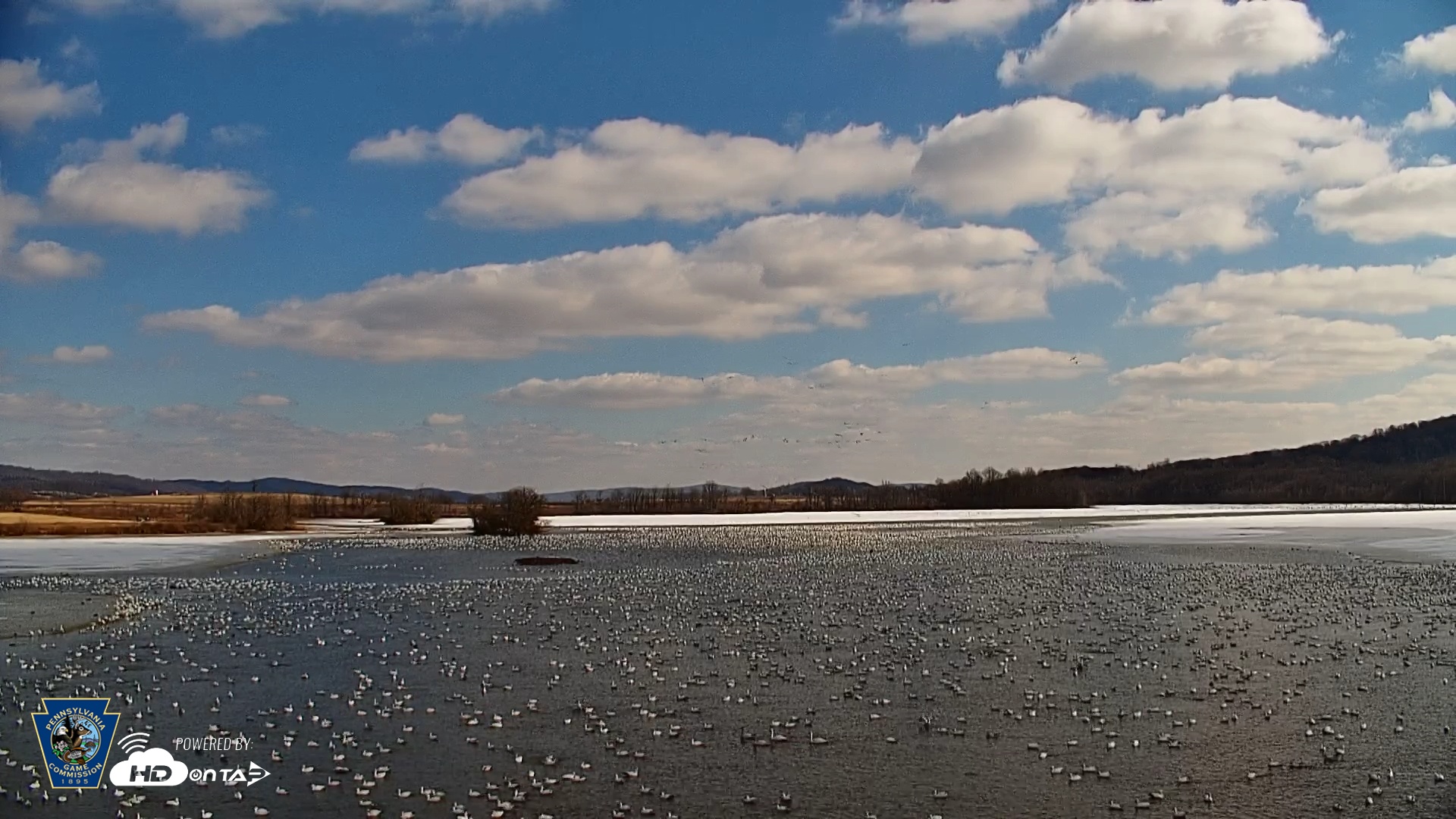 Snapshot of Pennsylvania Snow Geese Live Webcam taken Feb 10, 2025, 12:06pm EST