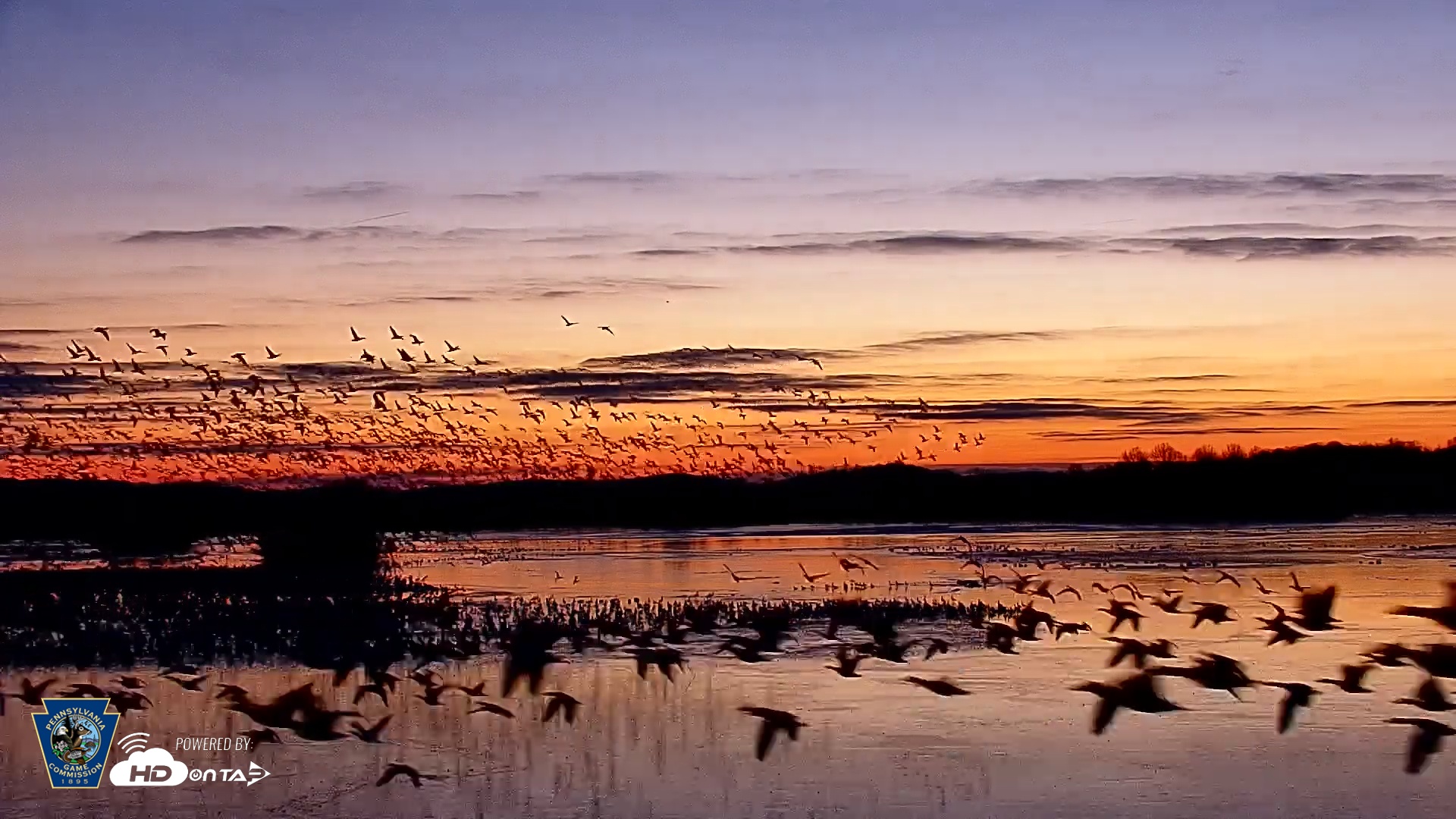 Snapshot of Pennsylvania Snow Geese Live Webcam taken Feb 20, 2025, 6:39am EST