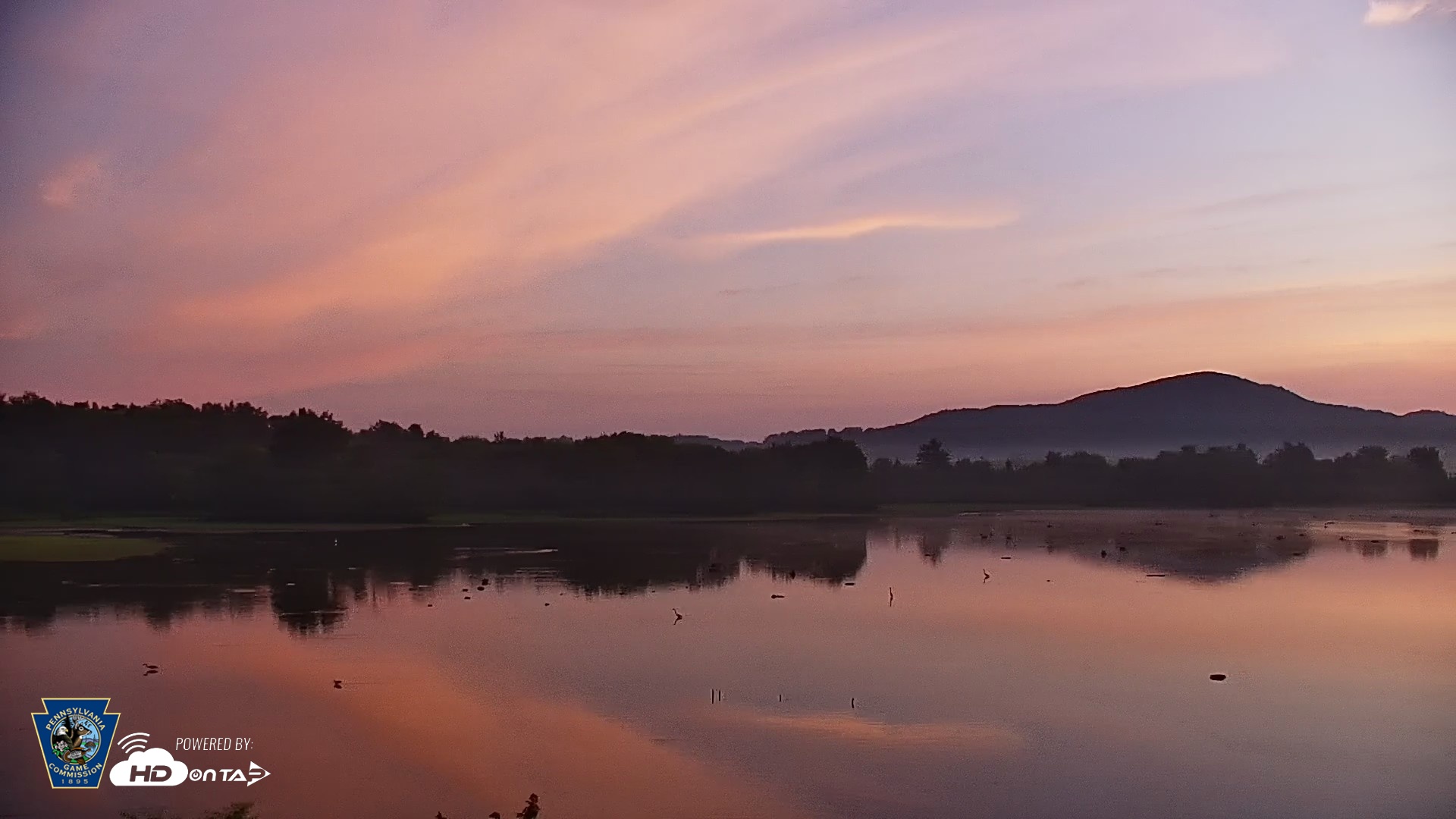 Snapshot of Pennsylvania Snow Geese Live Webcam taken Aug 1, 2026, 6:01am EDT