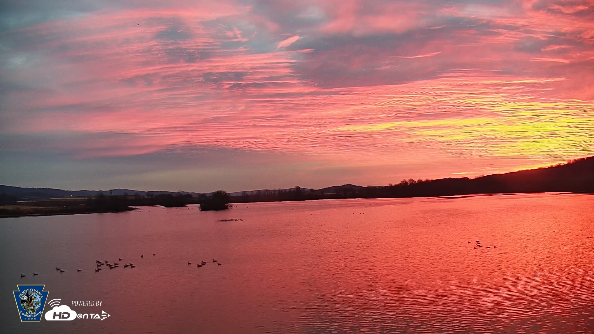 Snapshot of Pennsylvania Snow Geese Live Webcam taken Nov 25, 2025, 6:53am EST