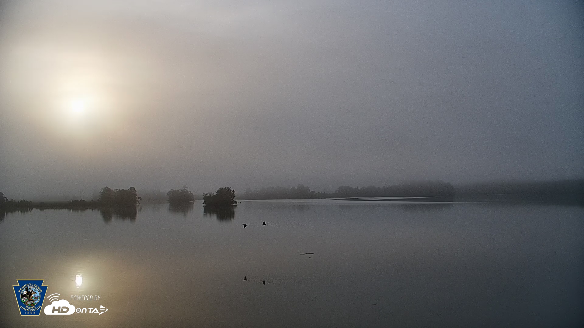 Snapshot of Pennsylvania Snow Geese Live Webcam taken May 16, 2025, 6:39am EDT