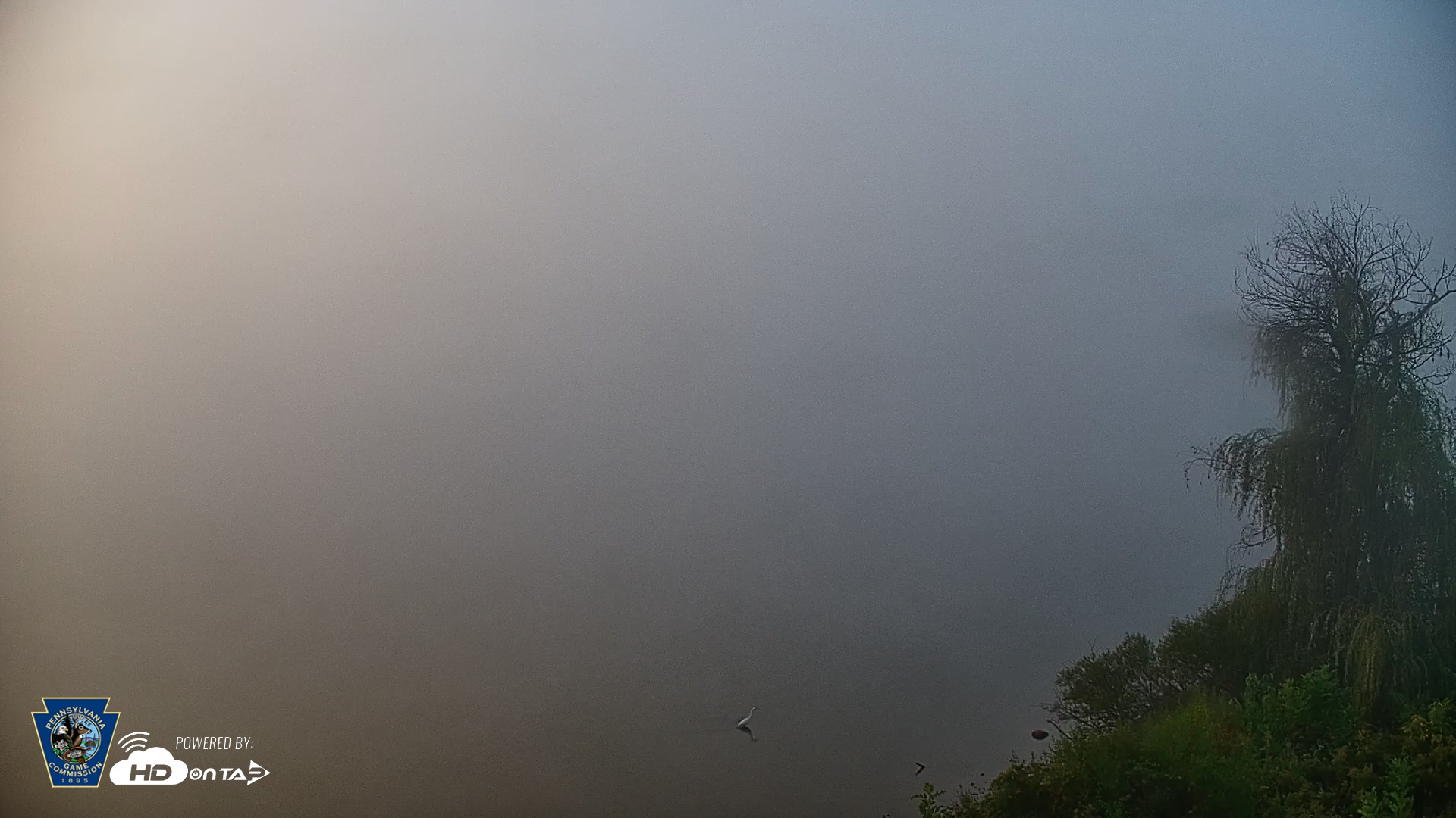 Snapshot of Pennsylvania Snow Geese Live Webcam taken Oct 6, 2025, 7:36am EDT