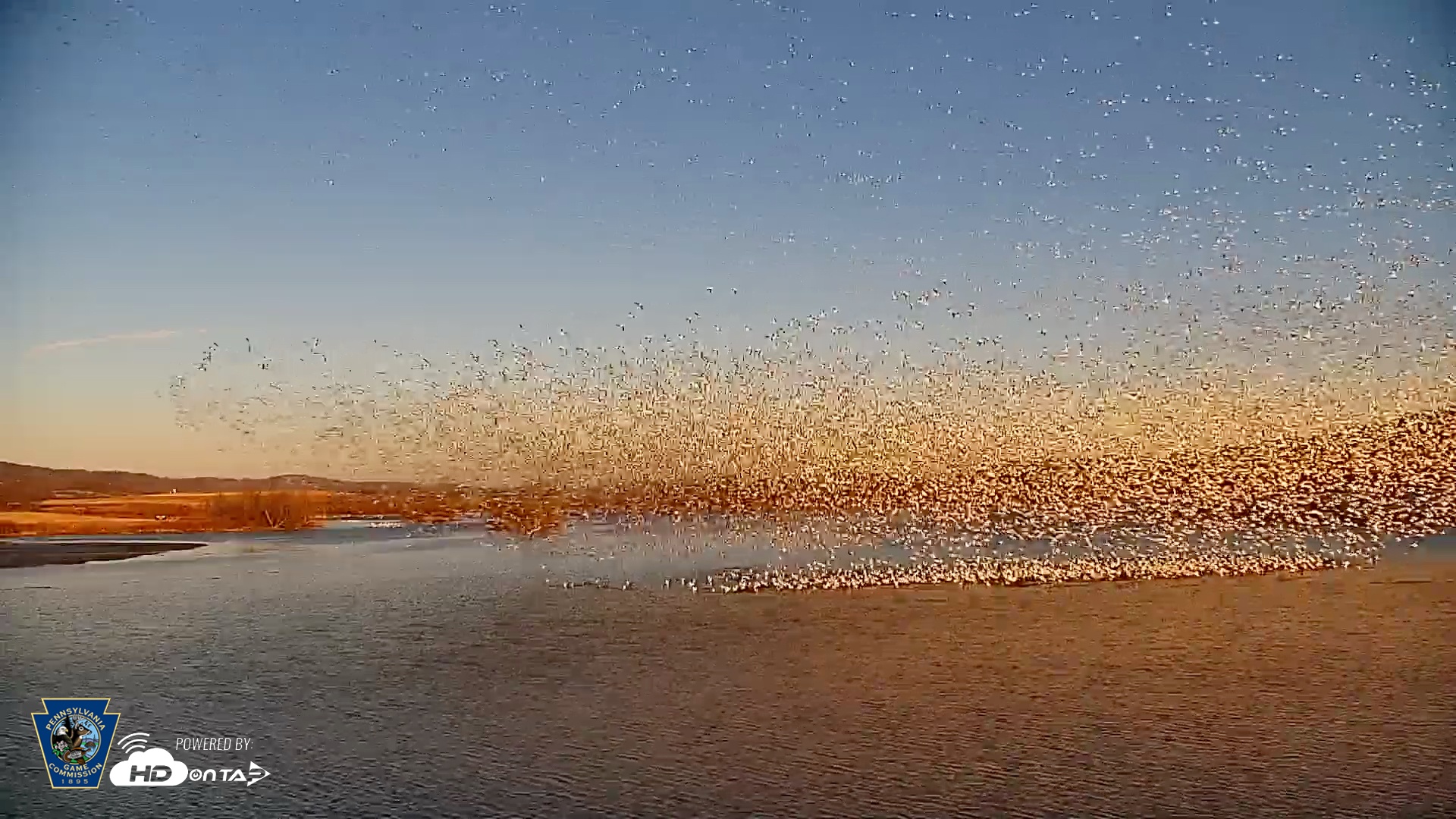 Snapshot of Pennsylvania Snow Geese Live Webcam taken Feb 25, 2025, 5:01pm EST