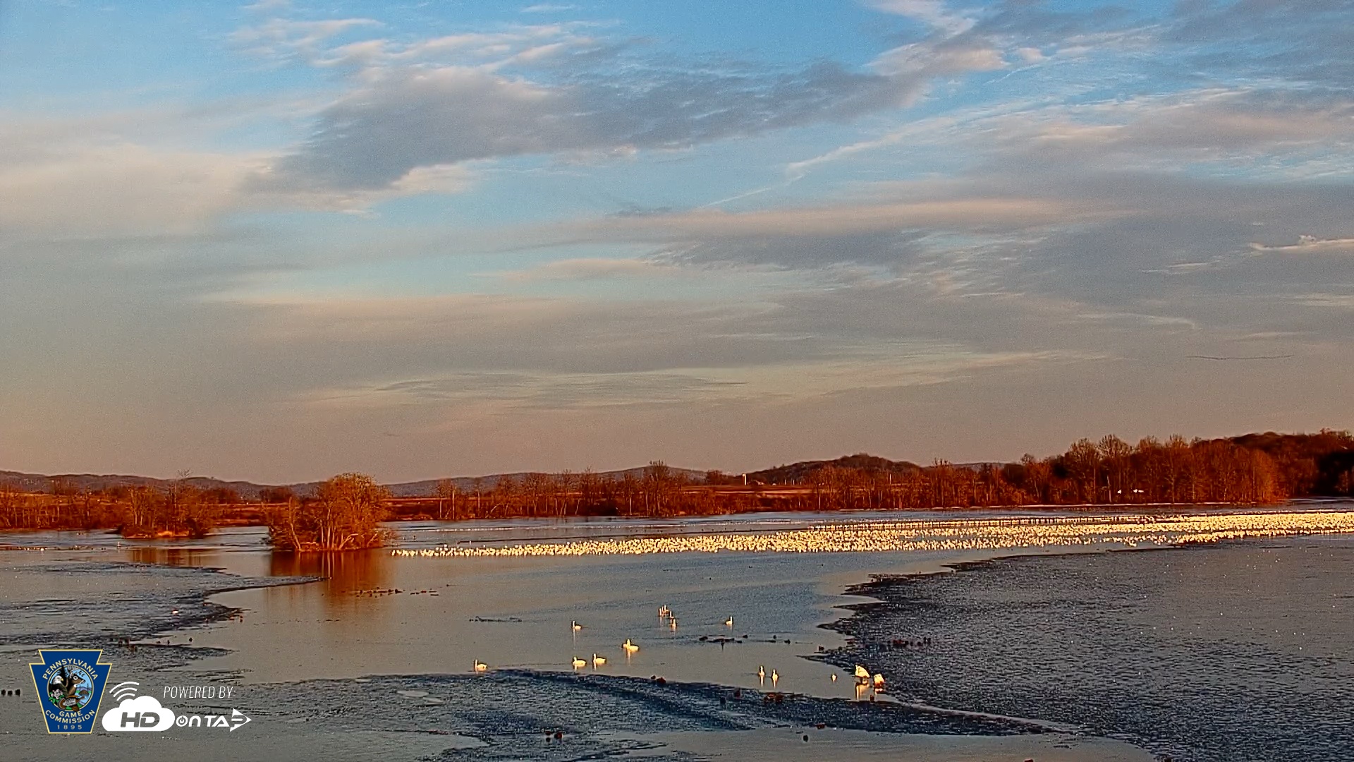 Snapshot of Pennsylvania Snow Geese Live Webcam taken Feb 23, 2025, 5:25pm EST