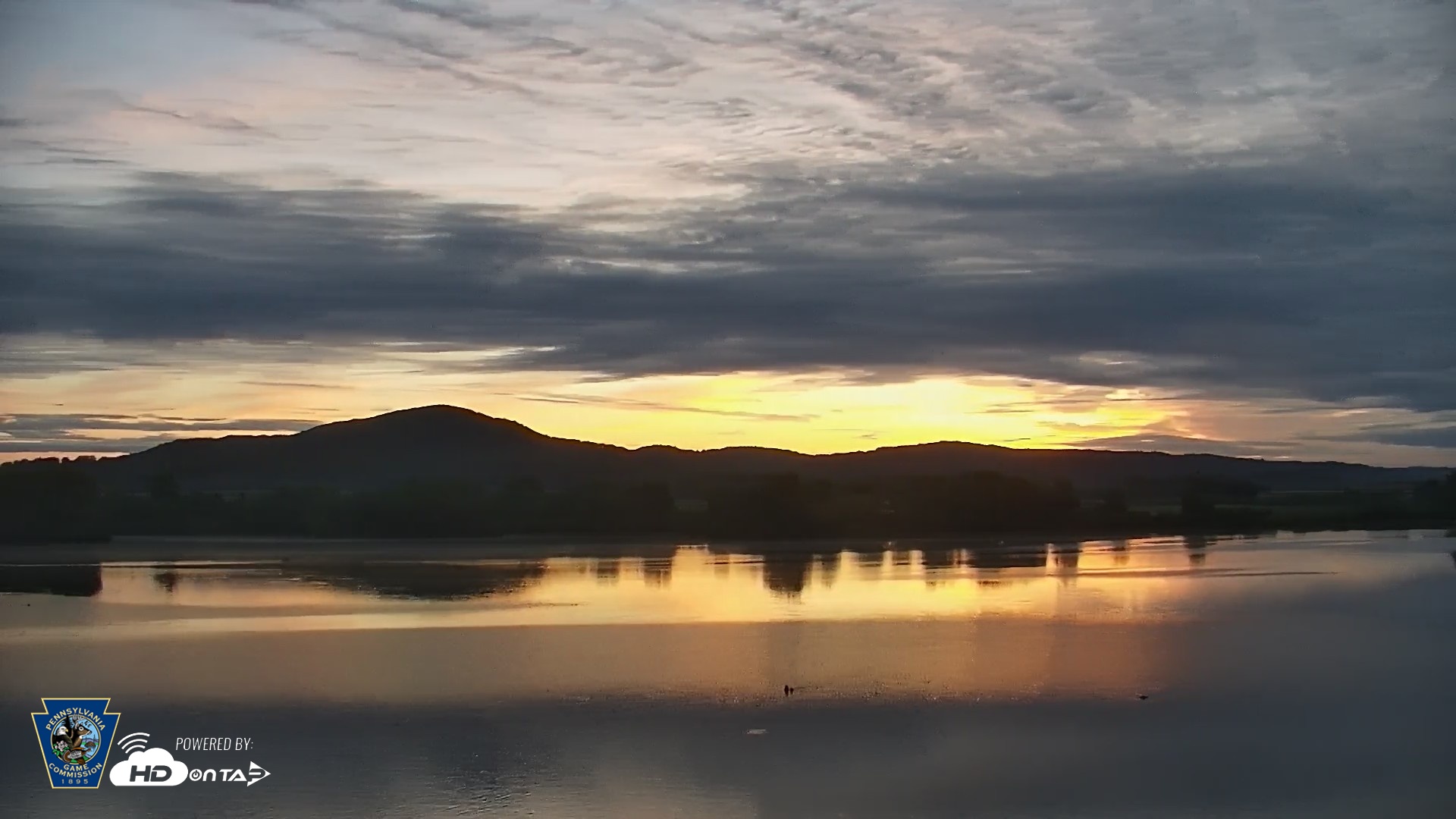 Snapshot of Pennsylvania Snow Geese Live Webcam taken May 22, 2026, 5:36am EDT
