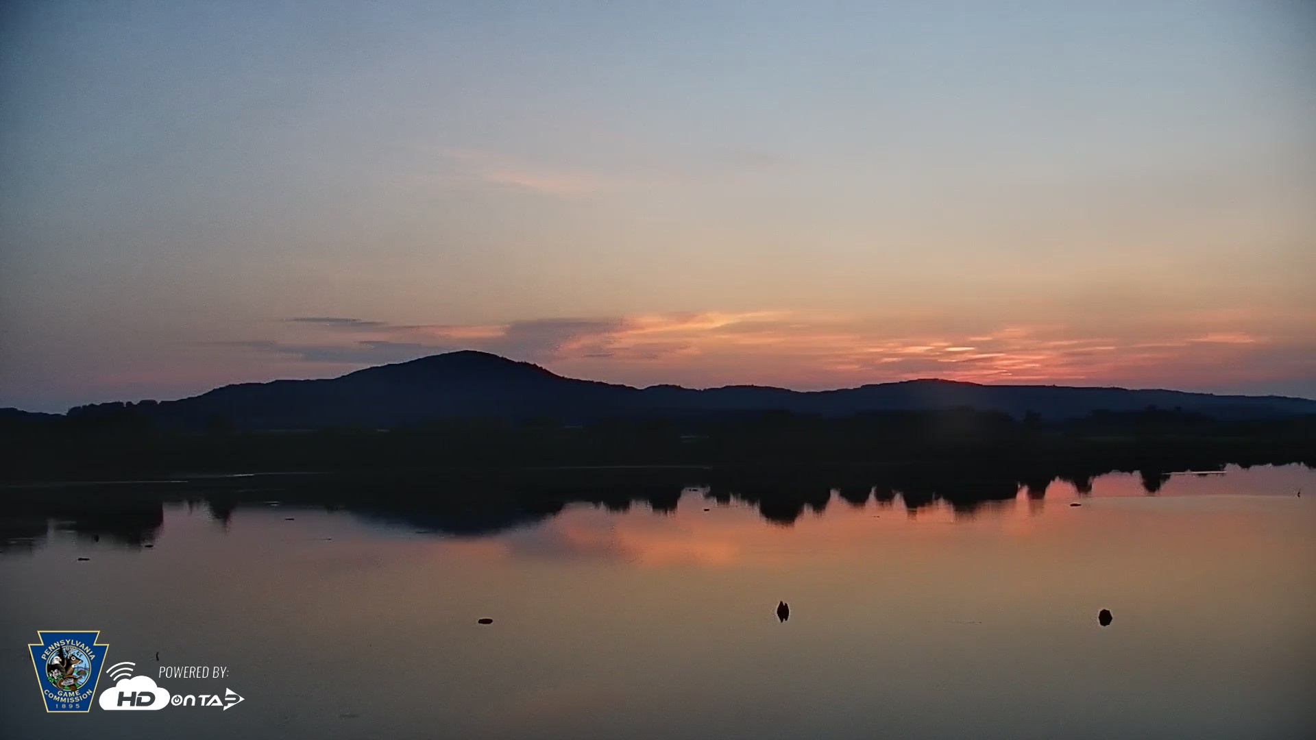 Snapshot of Pennsylvania Snow Geese Live Webcam taken Jul 1, 2026, 5:32am EDT