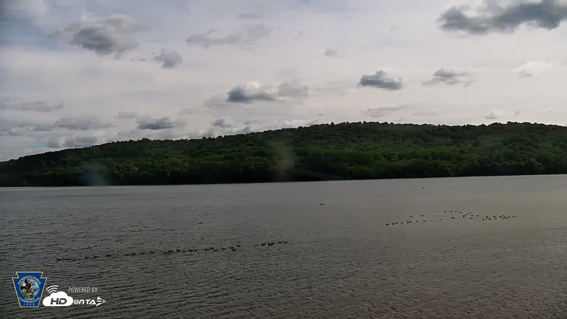 Snapshot of Pennsylvania Snow Geese Live Webcam taken Sep 23, 2026, 2:18pm EDT