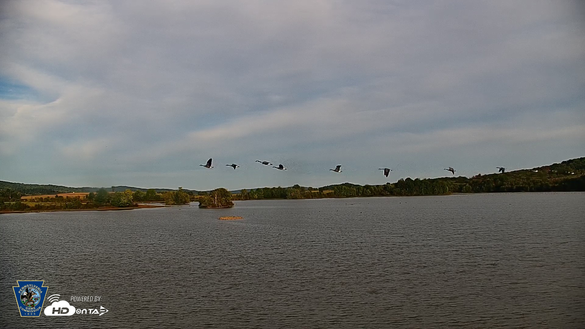 Snapshot of Pennsylvania Snow Geese Live Webcam taken Sep 24, 2026, 5:59pm EDT