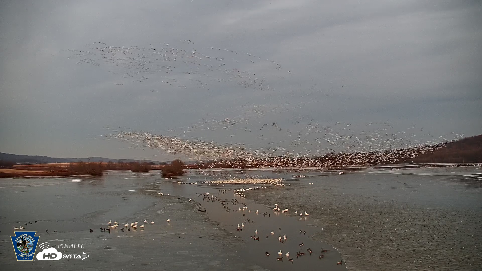 Snapshot of Pennsylvania Snow Geese Live Webcam taken Feb 22, 2025, 6:02pm EST
