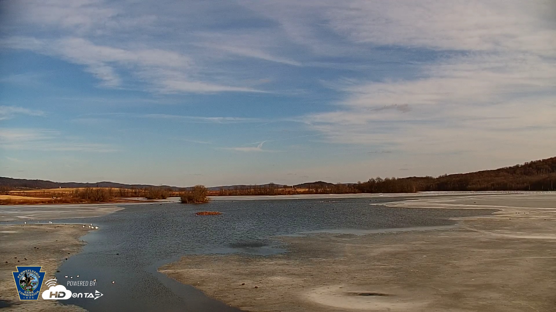 Snapshot of Pennsylvania Snow Geese Live Webcam taken Feb 7, 2025, 2:58pm EST