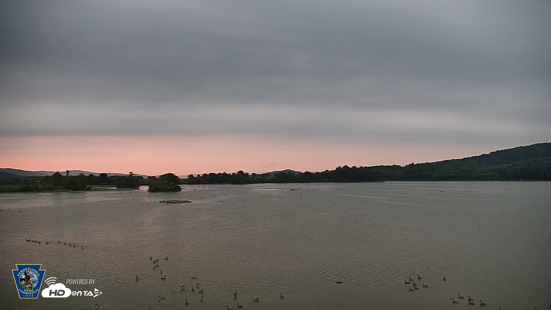 Snapshot of Pennsylvania Snow Geese Live Webcam taken Aug 11, 2026, 6:04am EDT