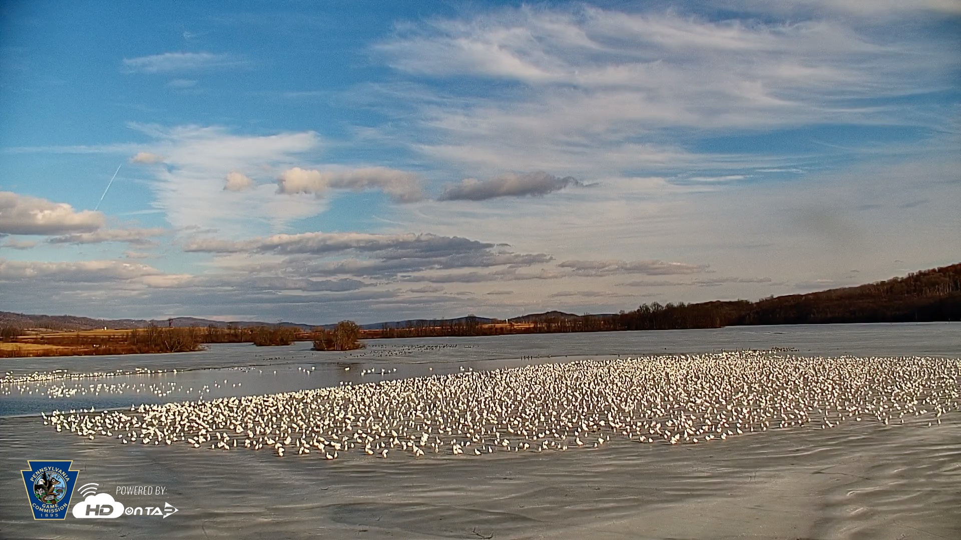 Snapshot of Pennsylvania Snow Geese Live Webcam taken Feb 21, 2026, 4:09pm EST