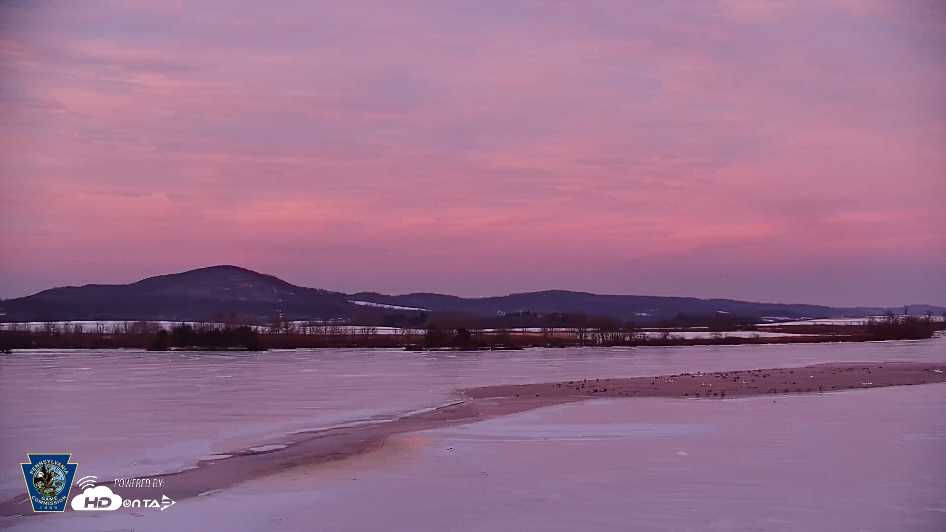 Snapshot of Pennsylvania Snow Geese Live Webcam taken Feb 10, 2026, 5:38pm EST