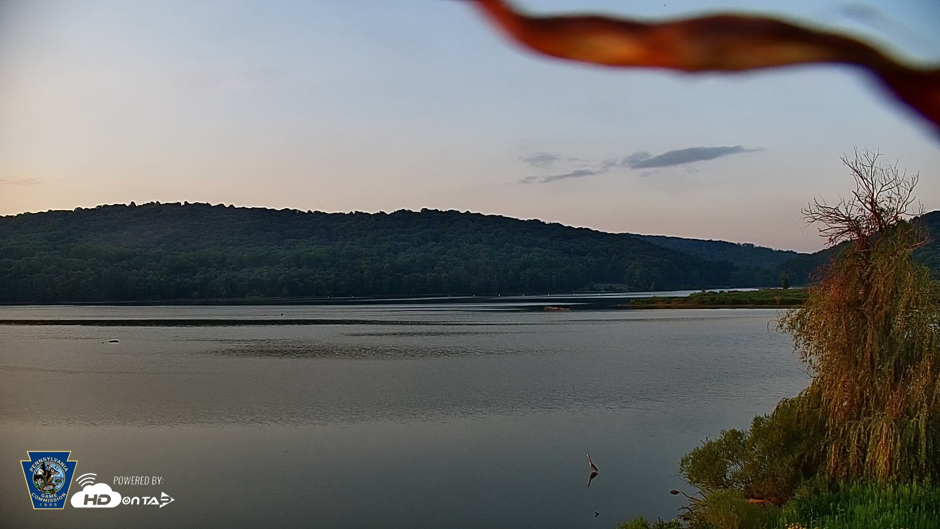 Snapshot of Pennsylvania Snow Geese Live Webcam taken Aug 13, 2026, 6:48am EDT