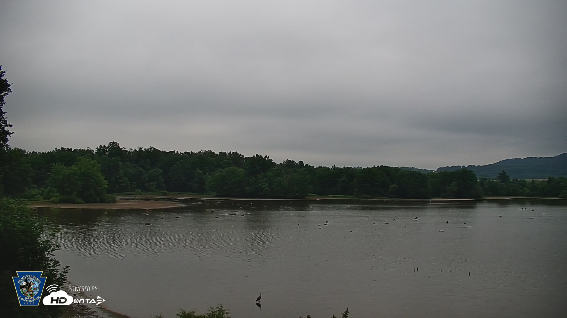 Snapshot of Pennsylvania Snow Geese Live Webcam taken Jul 9, 2026, 5:29am EDT