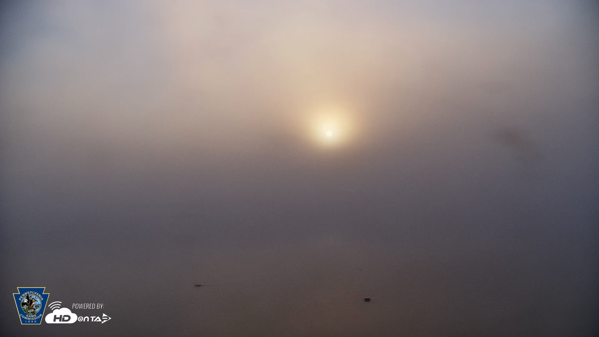 Snapshot of Pennsylvania Snow Geese Live Webcam taken Oct 6, 2025, 7:37am EDT