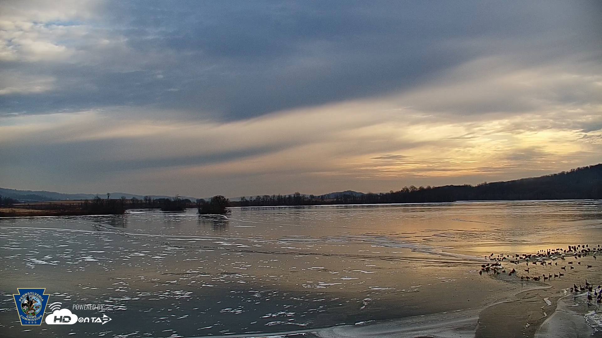Snapshot of Pennsylvania Snow Geese Live Webcam taken Jan 5, 2026, 9:31am EST