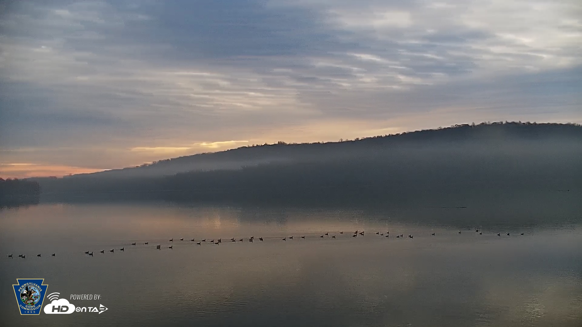Snapshot of Pennsylvania Snow Geese Live Webcam taken Nov 20, 2025, 7:59am EST