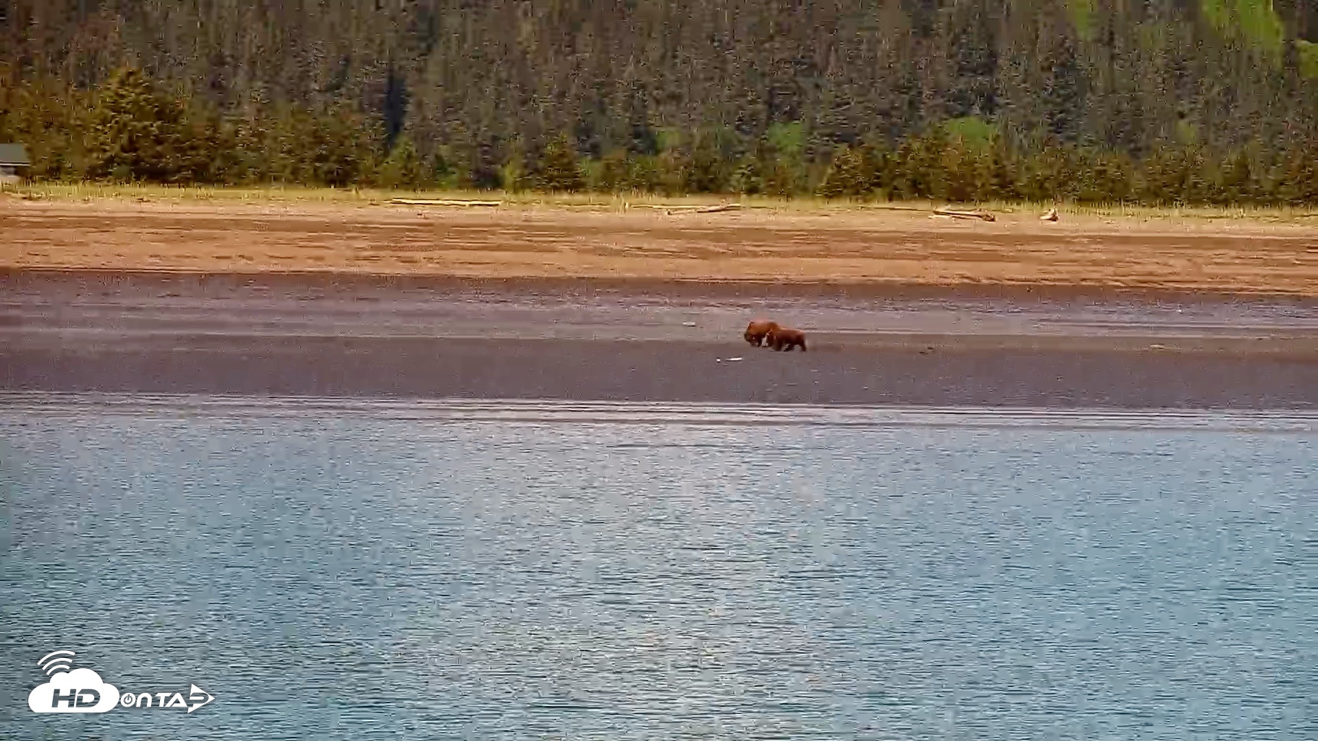 Snapshot of Cook Inlet Alaska Bear Viewing Live Cam taken Jun 18, 2026, 1:06pm AKDT